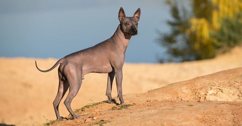 Xoloitzcuintli