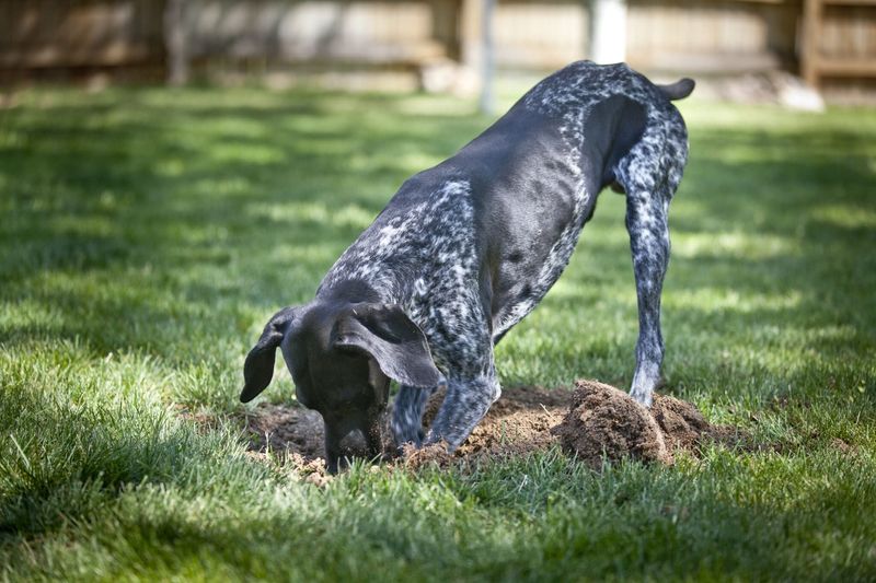 Digging Holes In The Yard