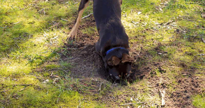 Sniffing Out Trouble