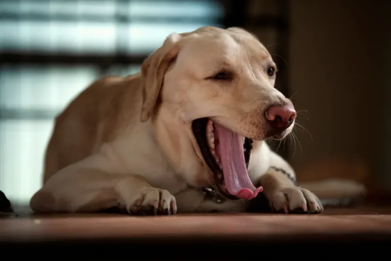 Yawning