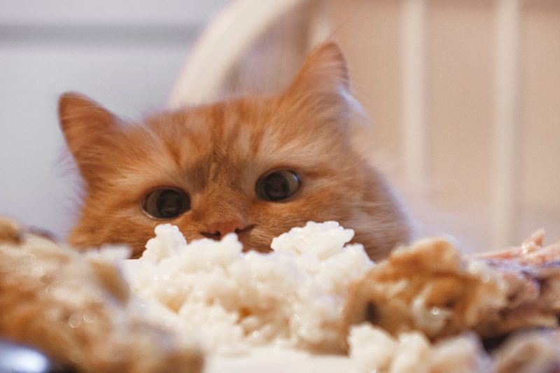 Rice: A Gentle Grain For Sensitive Stomachs