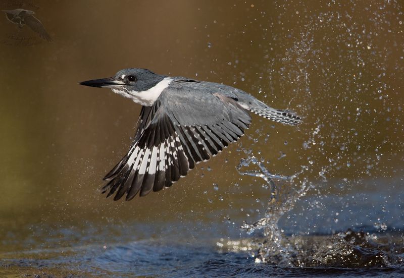 Belted Kingfisher