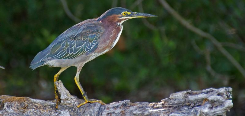 Green Herons: Tool-Using Fishermen