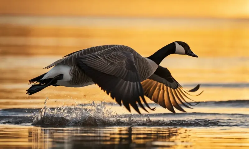 Canada Goose: The Honking Migrator