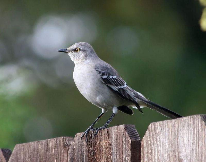 Northern Mockingbird