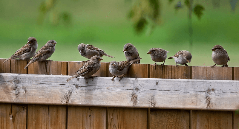 Sparrow
