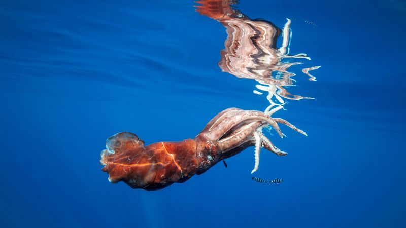 Giant Squid: Deep-Sea Myth