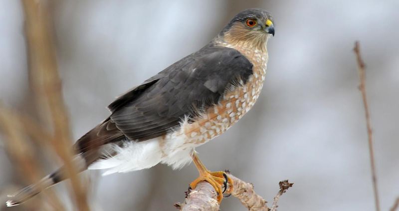 Sharp-Shinned Hawk: The Songbird Assassin