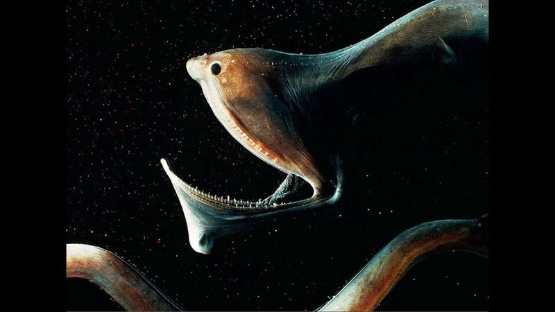 Gulper Eel: The Living Vacuum Cleaner