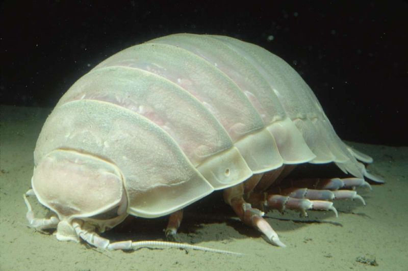 Giant Isopod: Deep-Sea Roly-Poly
