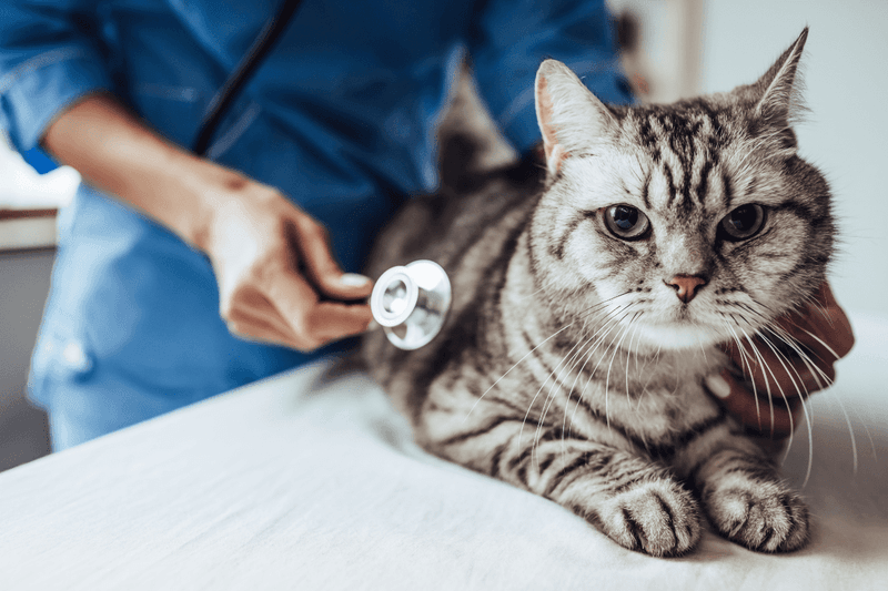 Semi-Annual Vet Visits