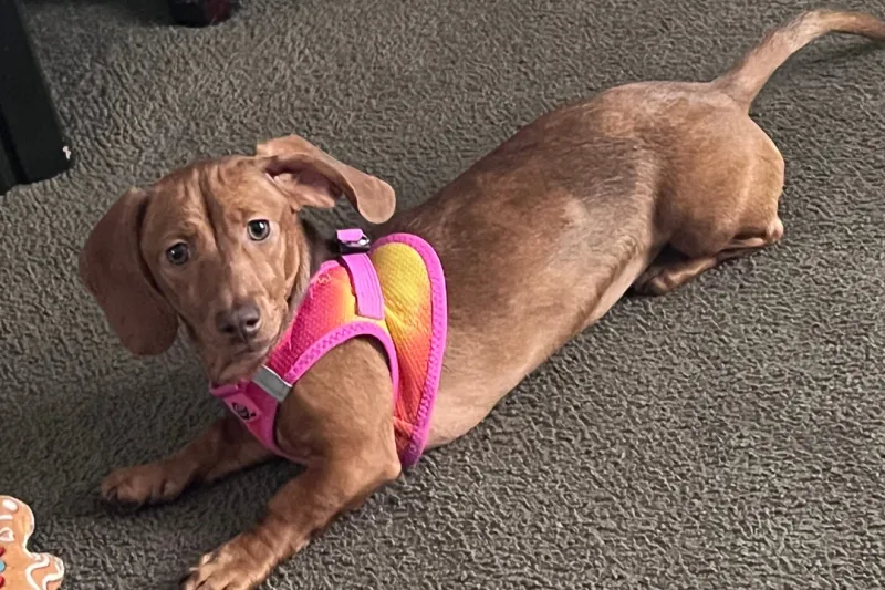 Dachshund