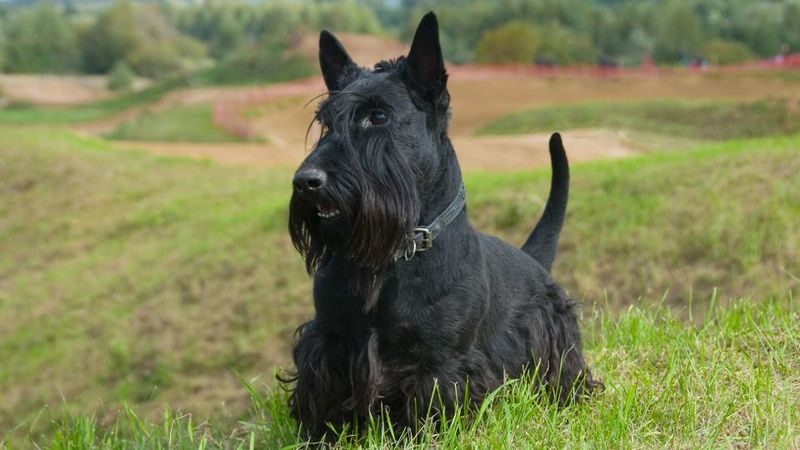 Scottish Terrier