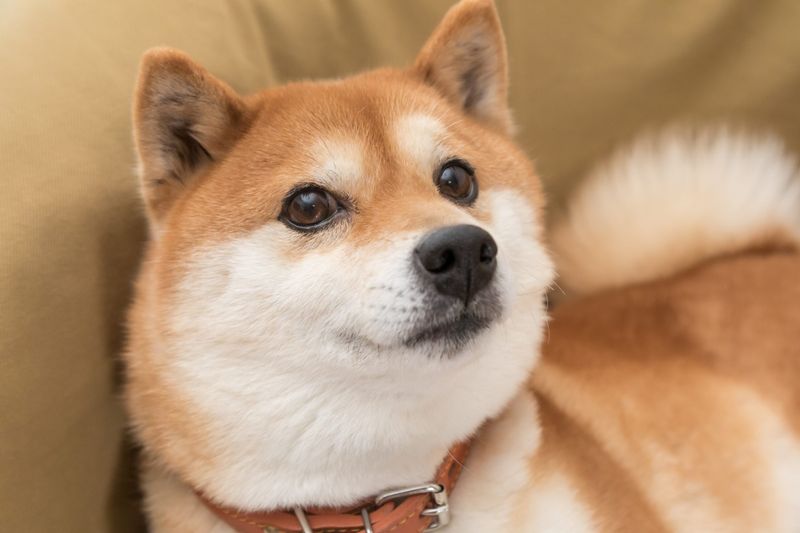 Shiba Inus