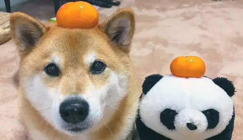 Shiba Inu