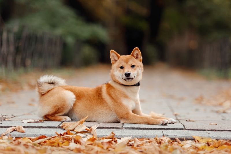 Shiba Inu 