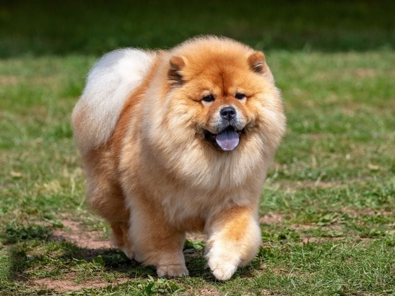Chow Chow