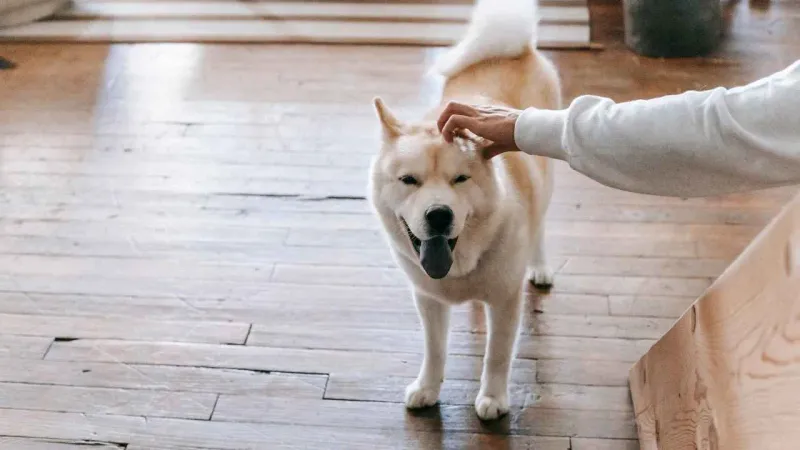Akita
