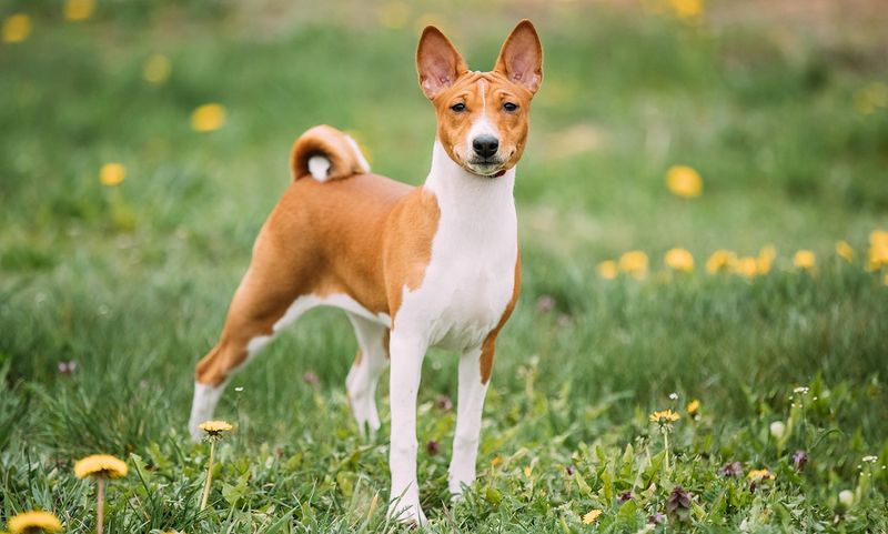 Basenji