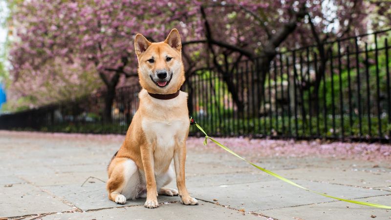 Shiba Inu
