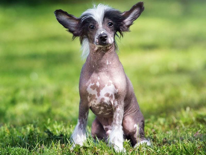 Chinese Crested: Surprising Hug Resisters