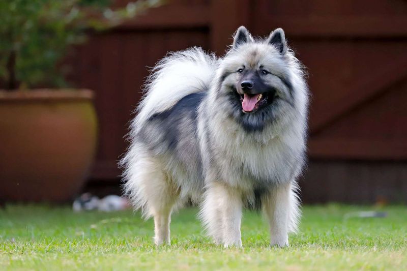 Keeshond: The Smiling Companion