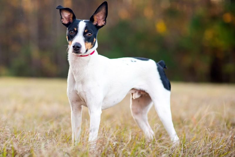 Rat Terrier: The Farm Protector