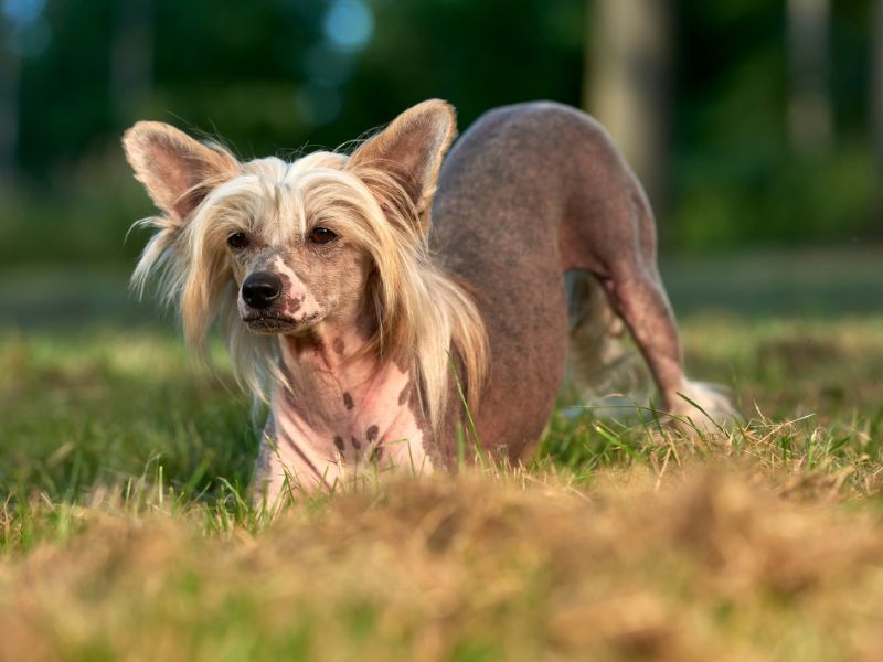 Chinese Crested: Unconventionally Hairless