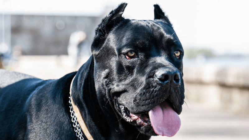 Cane Corso