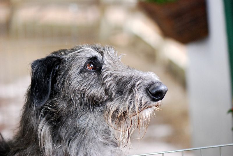 Scottish Deerhounds: Gentle Giants Who Prefer Calm
