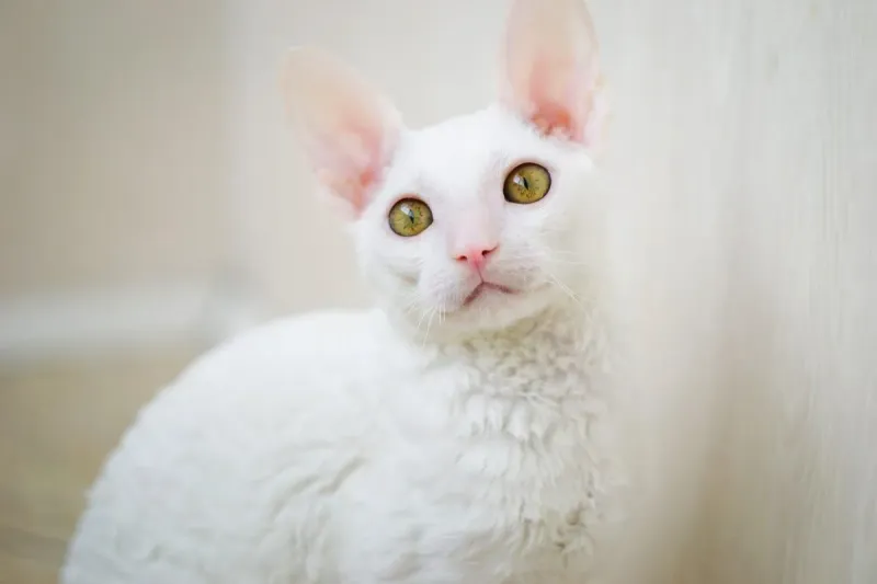 Shadow Companions: The Cornish Rex