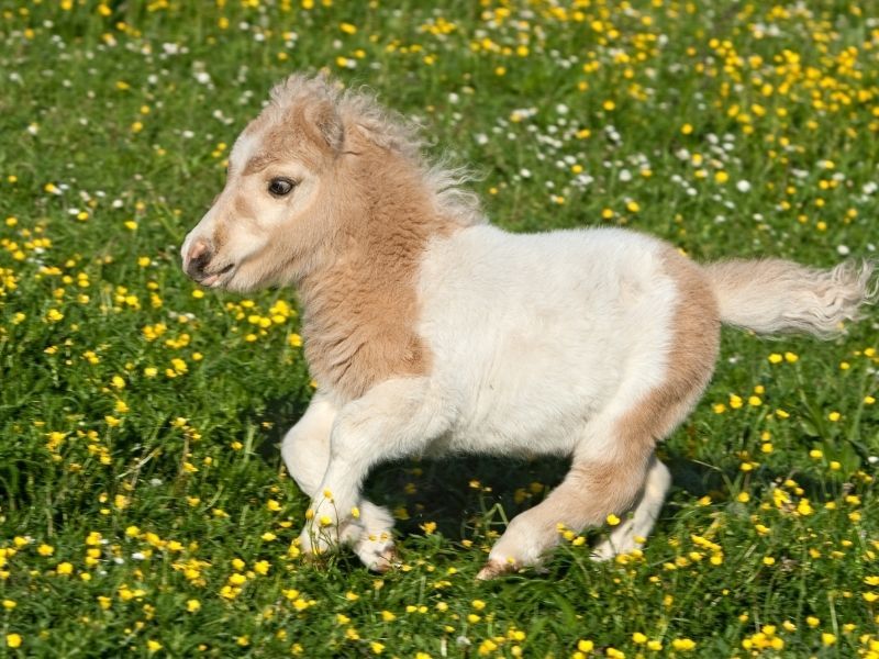 Falabella
