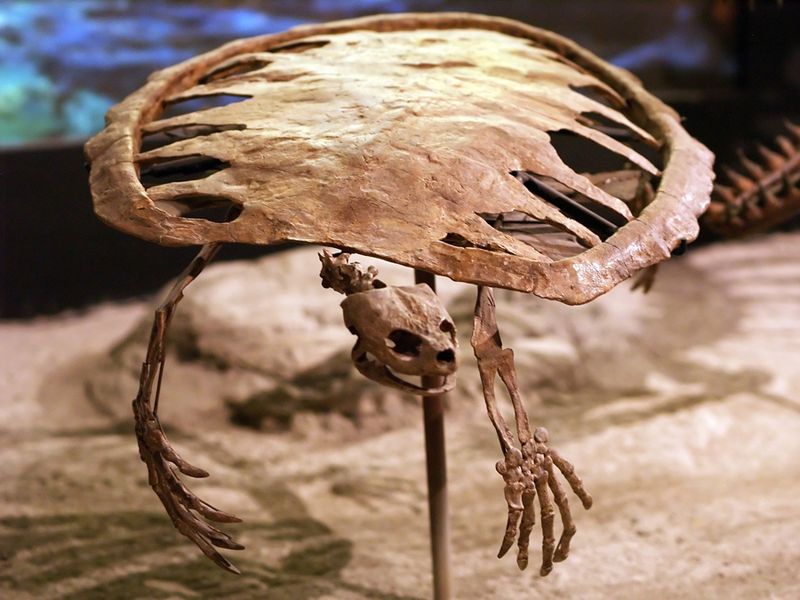 Toxochelys - The Transitional Sea Pioneer