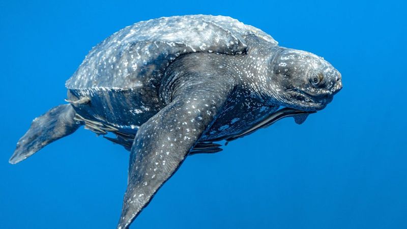 Leatherback Sea Turtle