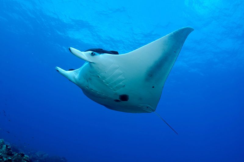 Manta Ray: Winged Ocean Dancer