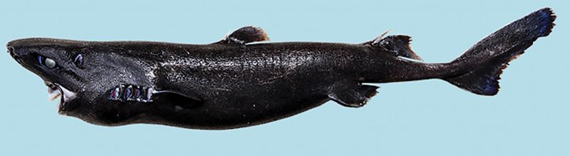 Lanternshark: The Glowing Predator