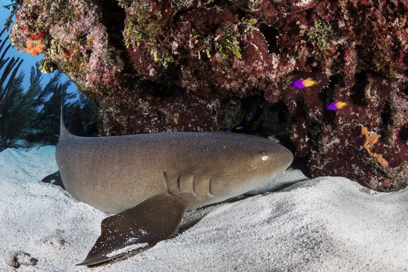 Nurse Shark: The Lazy Lounger