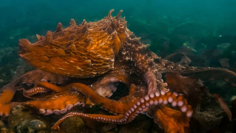 Giant Pacific Octopus