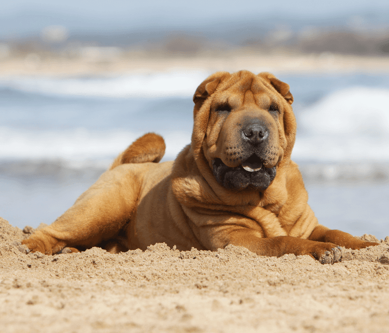 Shar Pei