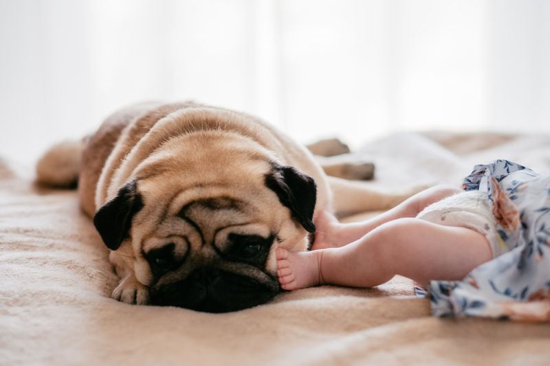 Pug