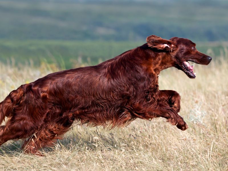 Irish Setter