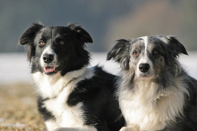 Border Collie