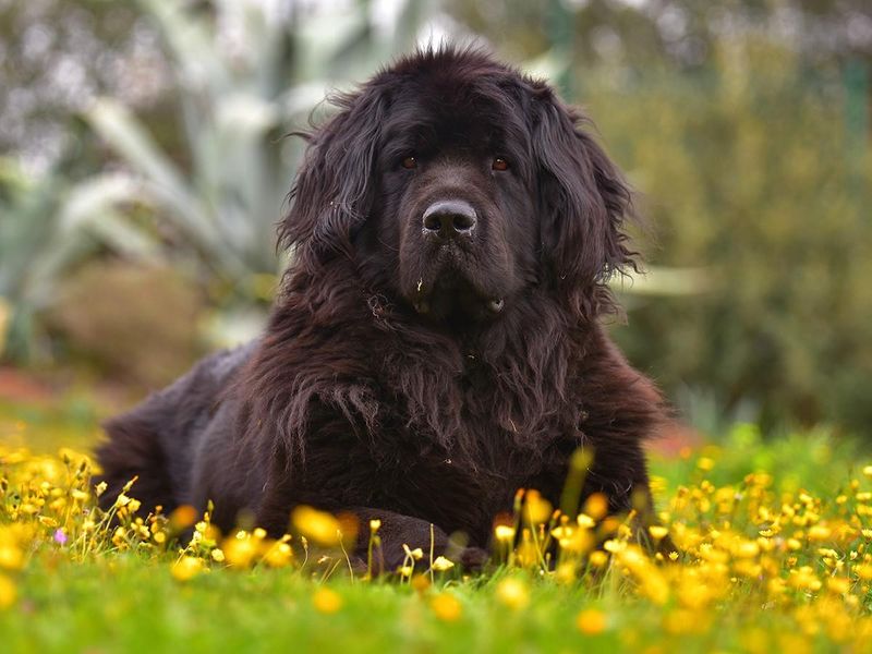 Newfoundland's Supersized Needs