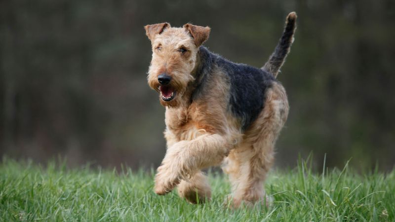 Airedale Terrier