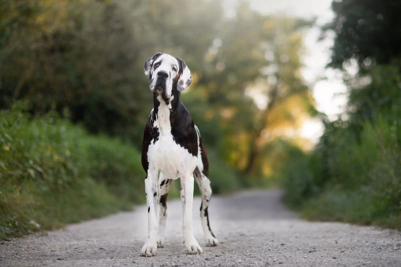 Great Dane
