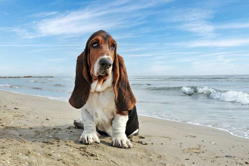 Basset Hound