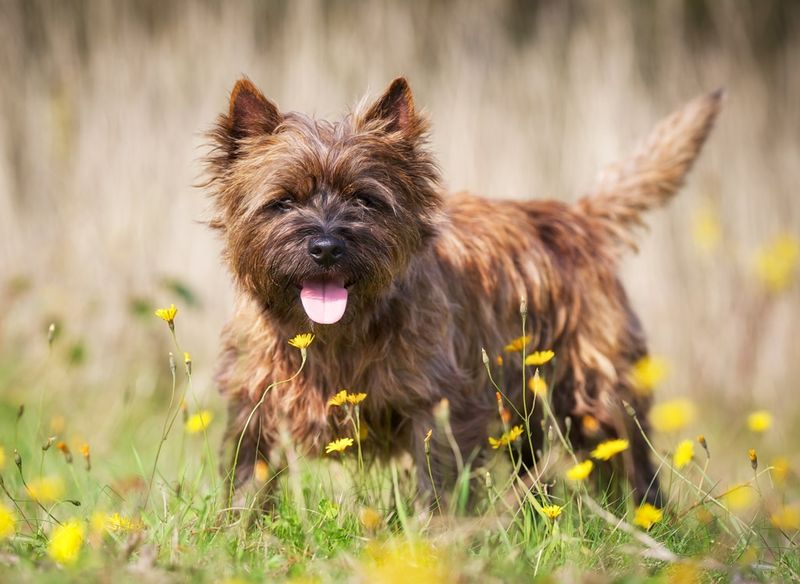 Cairn Terrier