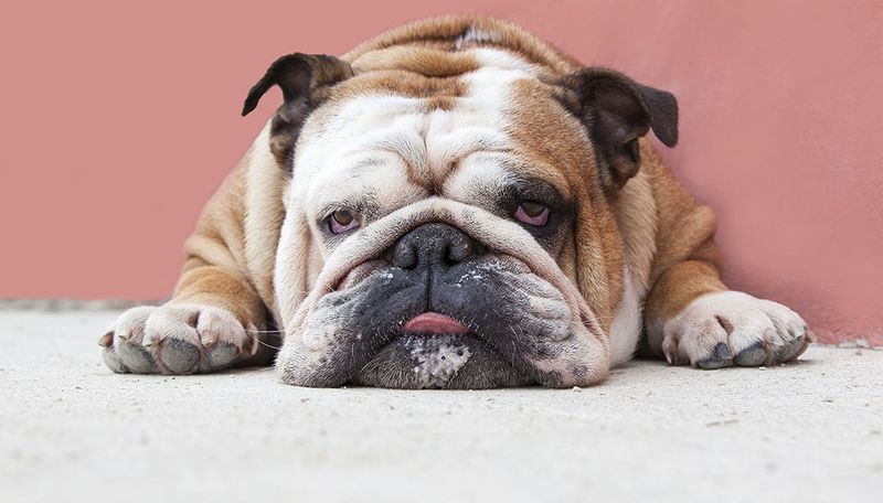 Bulldog