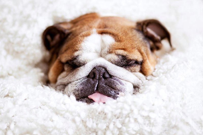 English Bulldog: Snoring Specialists