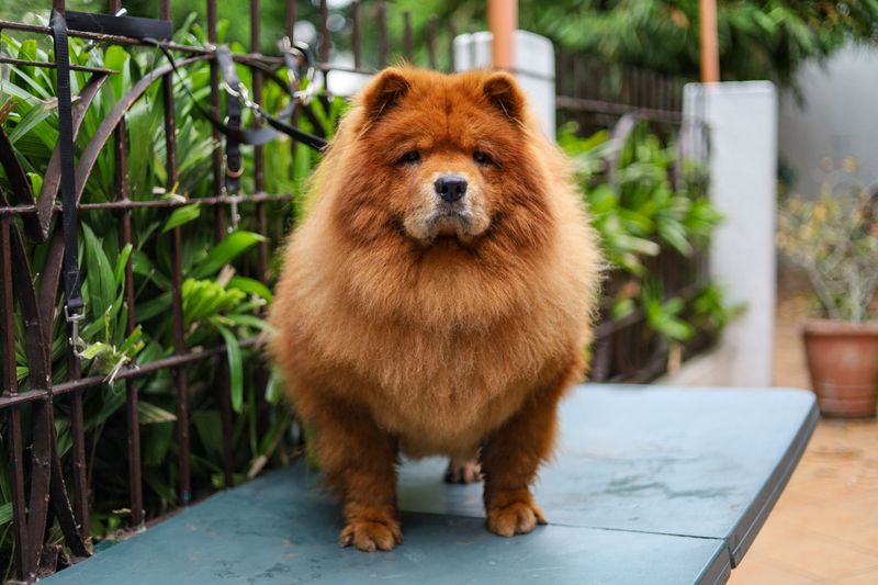 Chow Chow
